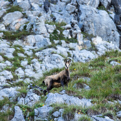 Alpine Chamois in Rocky Mountain Habitat, Austria