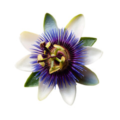 Passionflower Petal png