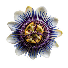 Passionflower Petal png