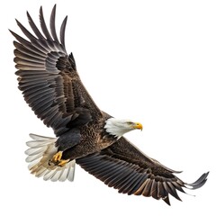 Majestic Bald Eagle in Flight Stunning Wildlife Photography White Background Nature Image Bird of Prey Soaring Wings