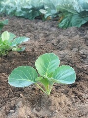 young cabbage plant in the soil