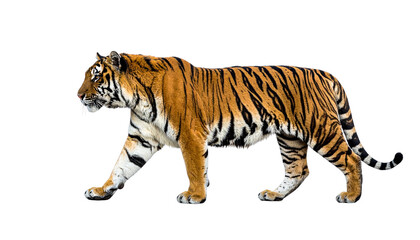 Obraz premium Tiger PNG, Wild Cat, Transparent Background, Big Cat Predator, Bengal Tiger, White Tiger, Jungle Animal Illustration, Wildlife Mammal, Dangerous Animal