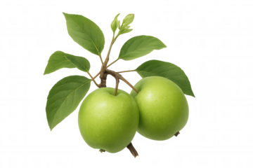 Two perfect green apples hanging on a branch with leaves and buds, isolated on a transparent background, creating a fresh and natural image