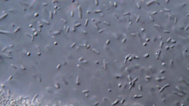 Bacteria captured under microscope in motion
