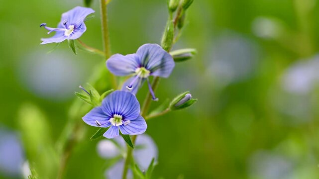 video of blue flowers veronica growing