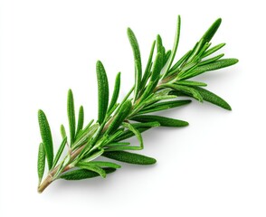 A vivid, close-up shot of a sprig of fresh rosemary with slender green leaves, isolated against a stark white backdrop