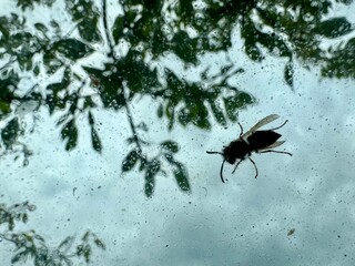 Silhouette of wasp on glass surface with abstract green nature background