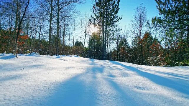 Low drone flight over snow cover, bare trees, shining sun on clear blue sky