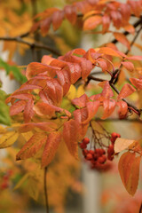 Autumn rowan tree branch with bright red and orange leaves