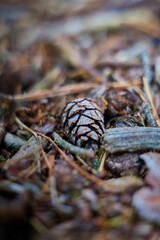 Zapfen auf dem Waldboden