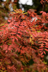 Autumn rowan tree branch with bright red and orange leaves