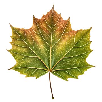 Cannonball Lecythis Tree Leaf Bold Tropical Foliage with Smooth Glossy Green Surface Exotic Botanical Beauty Fresh Organic Still Life Natural Wellness Vitality on White Background