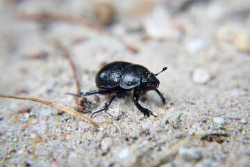 Waldmistkäfer auf Sand
