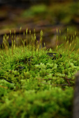 Green moss on the ground in the forest