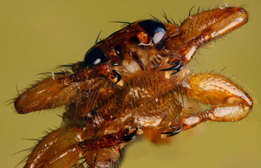 deer leech. head. insect portrait. colorful detailed insect macro photo. close-up. text space. compound eyes. screensaver. extreme macro