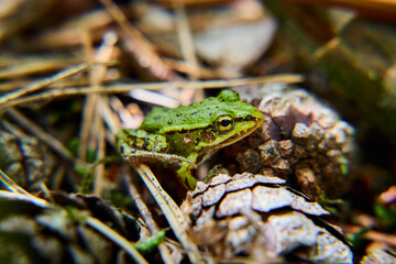 kleiner Wasserfrosch sitzt im Wald