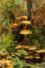 Mushrooms growing on a tree stump in the autumn forest