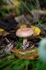 volnushka mushroom in the autumn forest