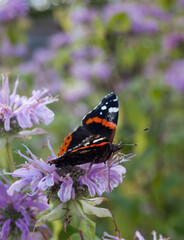 Black butterfly sitting on flower
