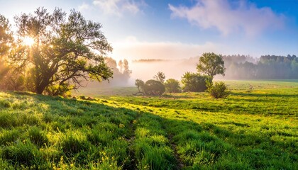 Obraz premium spring landscape with some fog in golden morning light