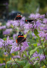 Orange and black butterfly sitting on bergamont flower