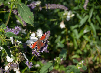 Beautiful orange butterfly in the garden
