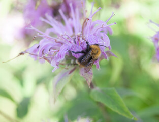 Closeup on small bumble bee on purple flower
