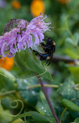 Closeup on big bumble bee eating nectar