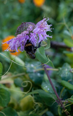 Small bumble bee eating nectar from lemon mint flower