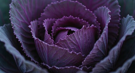 Fototapeta premium Closeup purple cabbage
