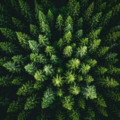 Aerial shot of a dense forest canopy with vibrant green trees tightly packed creating a textured, natural pattern from above