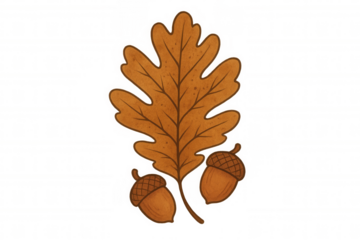 Oak leaf with scattered acorns, transparent backdrop highlighting natural autumn botanical details
