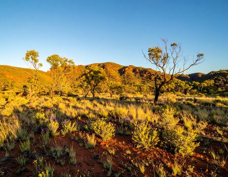 Golden hour illuminates arid landscape; sparse shrubs and trees dot red earth against sunlit hills