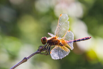 a beautiful red dragonfly on a branch in a blurred background with highlights and bokeh. space for text. a colorful macro photo of an insect. close-up. screensaver.