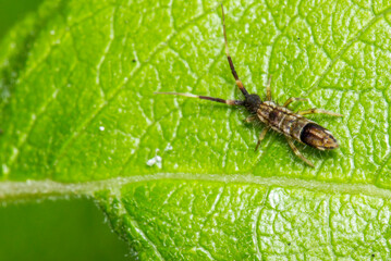 reed beetle on a green leaf. wildlife. colorful detailed macro photo of an insect. close-up. space...