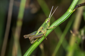 green grasshopper. blurred background. wildlife. colorful detailed macro photo of an insect. close-up. space for text. screensaver. bokeh
