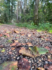 Autumn path in the forest