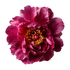 Peony Flower png