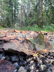 autumn in the forest