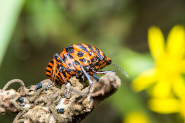 striped bug on a flower background. wildlife. colorful detailed macro photo of an insect. close-up. space for text. screensaver. bokeh