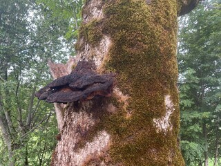 Ballade dans le vercors &agrave; Villard de lans en france