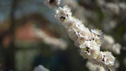 Blooming apricot tree in spring garden - pink clouds of flowers