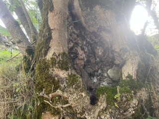 Ballade dans le vercors &agrave; Villard de lans en france
