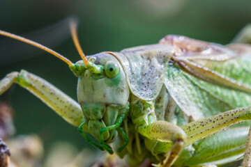 green grasshopper on hogweed . wildlife. colorful detailed macro photo of an insect. close-up. space for text. screensaver.
