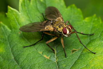 fly on a green leaf. wildlife. colorful detailed macro photo of an insect. close-up. space for text. screensaver. bokeh