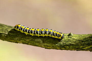 caterpillar on a green blurred background. with highlights. colorful detailed macro photo of an insect in the wild. close-up. space for text. screensaver. bokeh