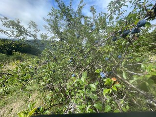 Ballade dans le vercors &agrave; Villard de lans en france
