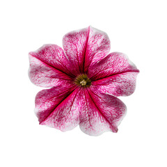 Petunia Blossom png