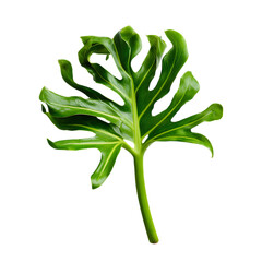 Philodendron Stem png