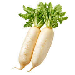 Two fresh daikon radishes with green tops